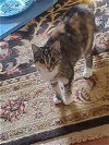 adoptable Cat in buford, GA named Pebbles