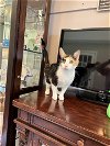 adoptable Cat in buford, GA named Tracy