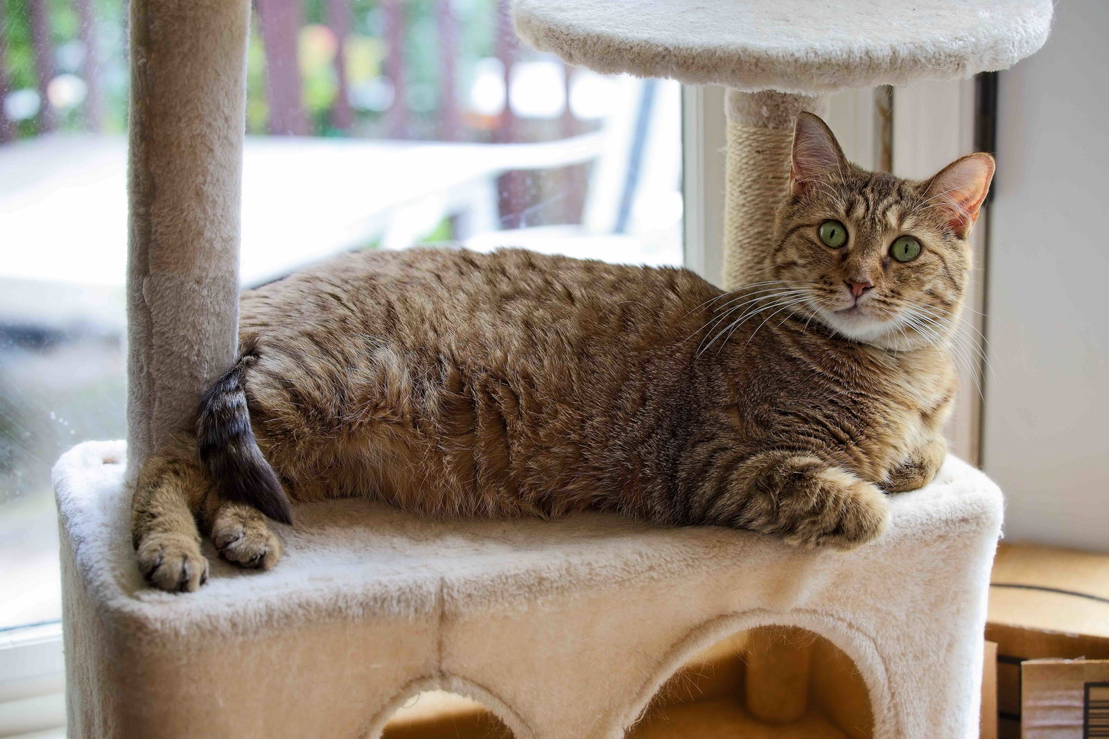 adoptable Cat in Buford, GA named Sapphire