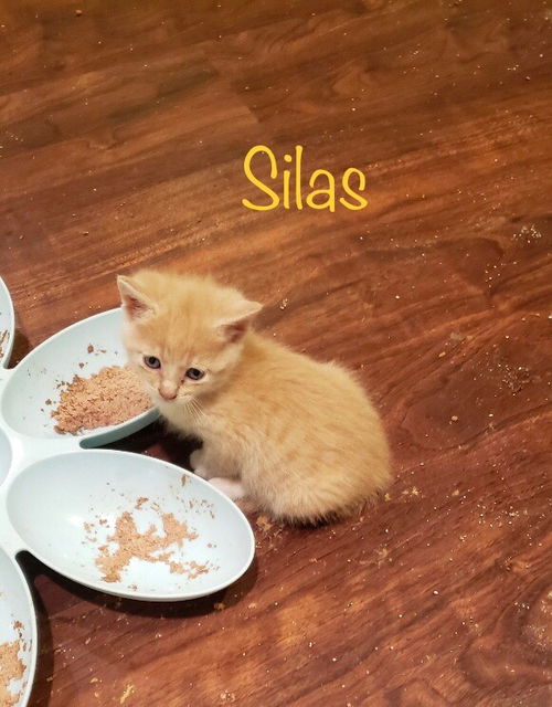 Silas
