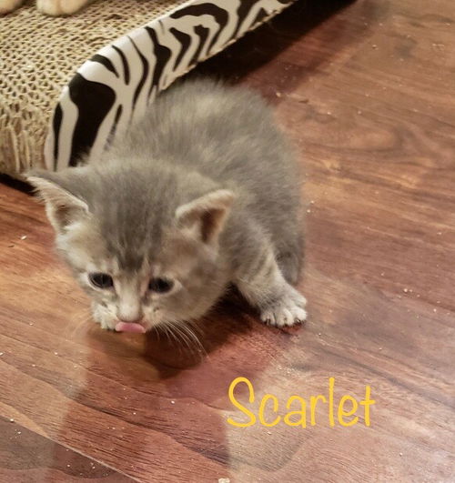 Scarlet