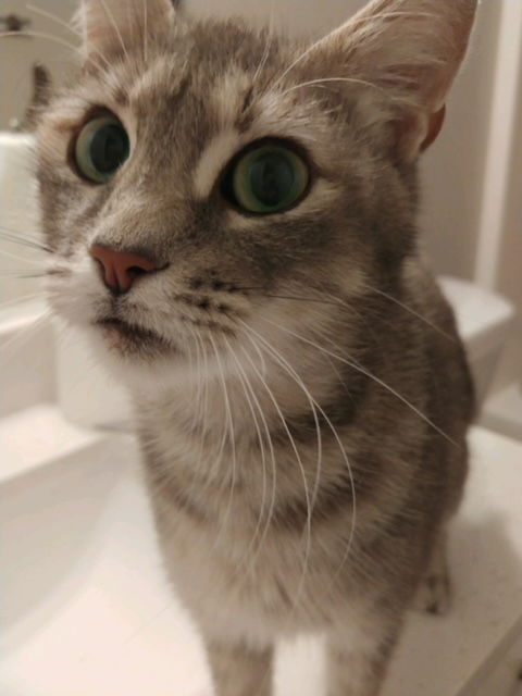 Coco Belle