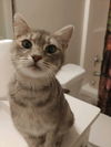 Coco Belle