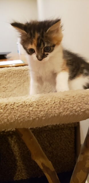 Cosmo