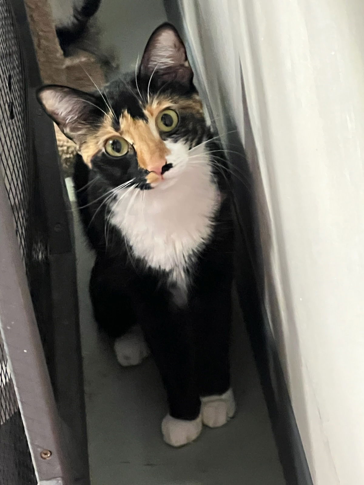 adoptable Cat in Buford, GA named Katnip