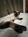adoptable Cat in buford, GA named Nepal