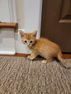 Bo