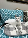 adoptable Cat in buford, GA named Susie