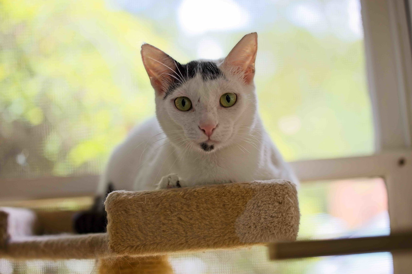 adoptable Cat in Buford, GA named Susie