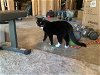 adoptable Cat in buford, GA named Vance