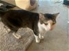adoptable Cat in buford, ga, GA named Dia