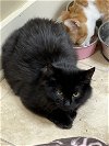 adoptable Cat in buford, GA named Asiago
