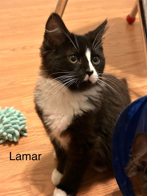 Lamar