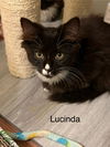 Lucinda