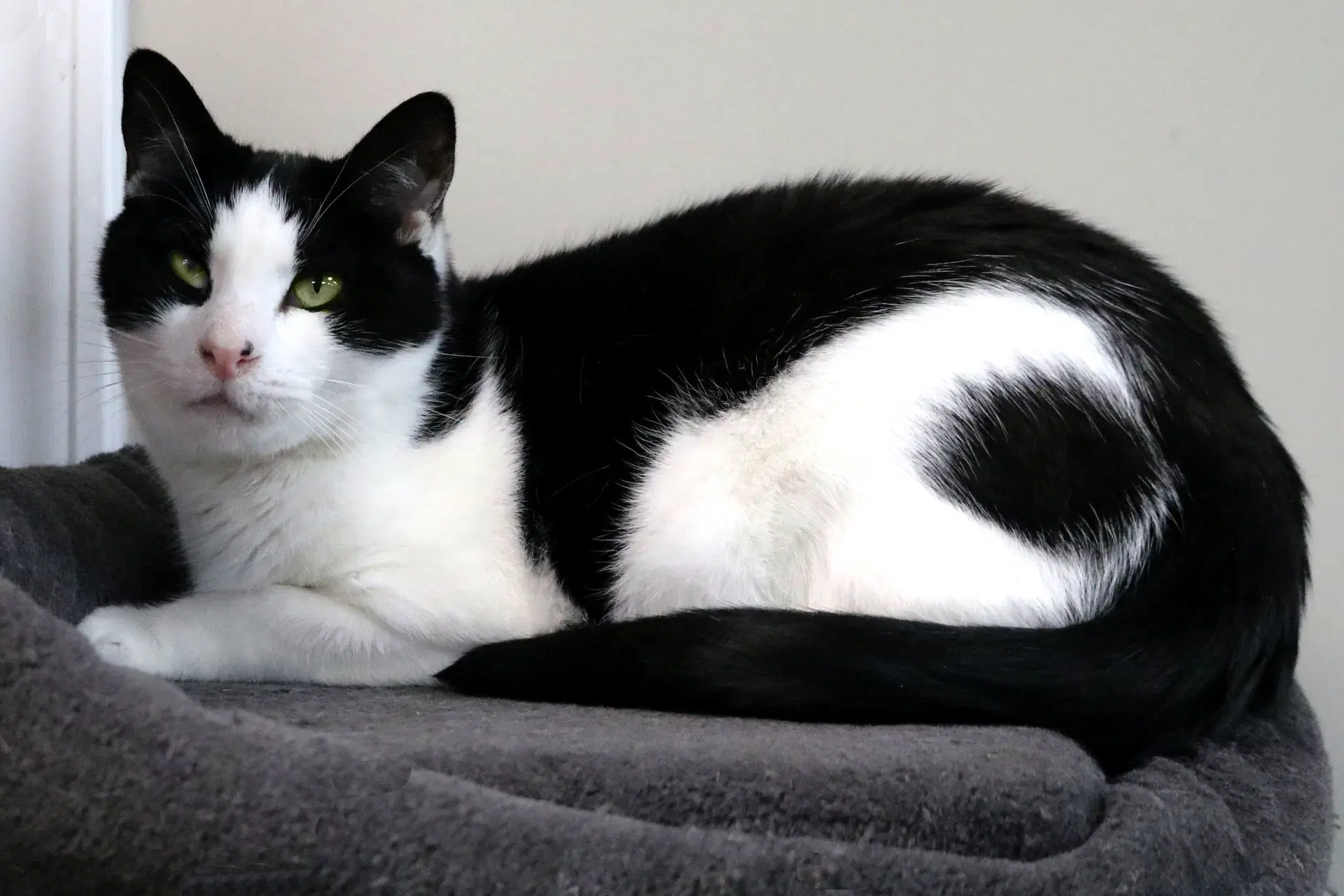 Drew - Domestic Short Hair