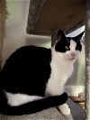 adoptable Cat in buford, ga, GA named Drew