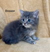 Brewer
