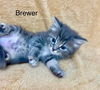 Brewer
