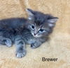 Brewer