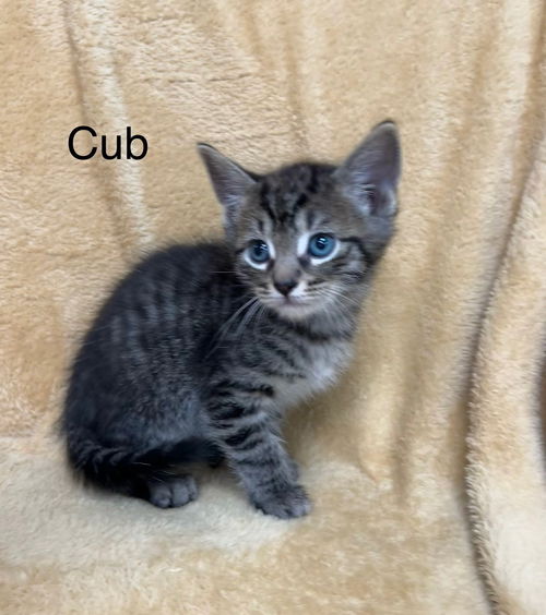 Cub