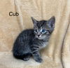Cub