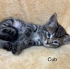 Cub