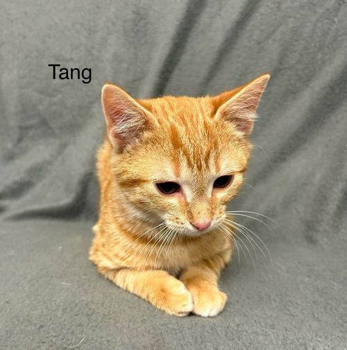 Tang