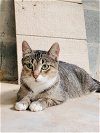 adoptable Cat in  named Millie