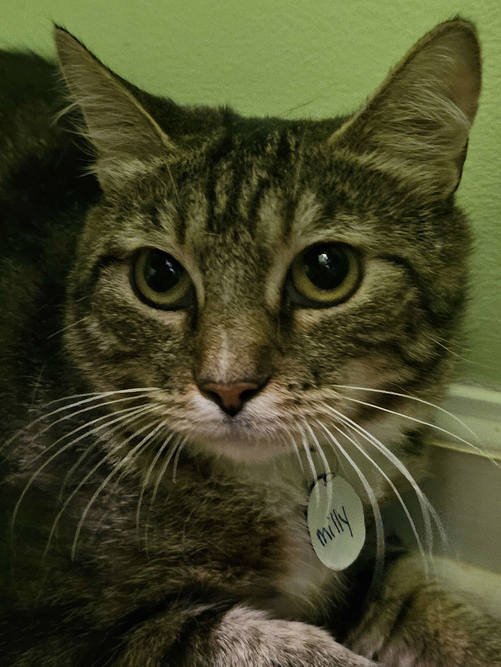 adoptable Cat in Buford, GA named Millie