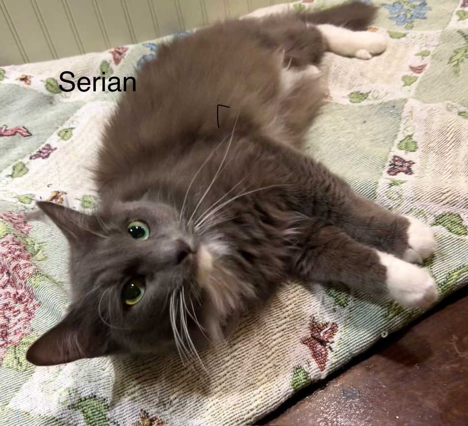 adoptable Cat in Buford, GA named Serian
