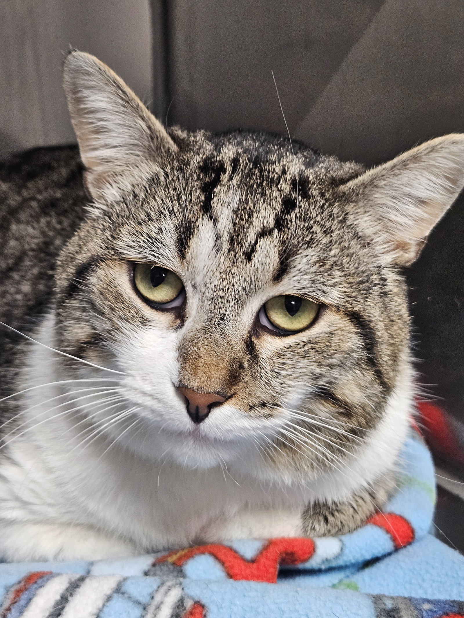 Cats for adoption in brookhaven georgia alpha paw