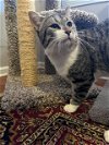 adoptable Cat in buford, GA named Leo
