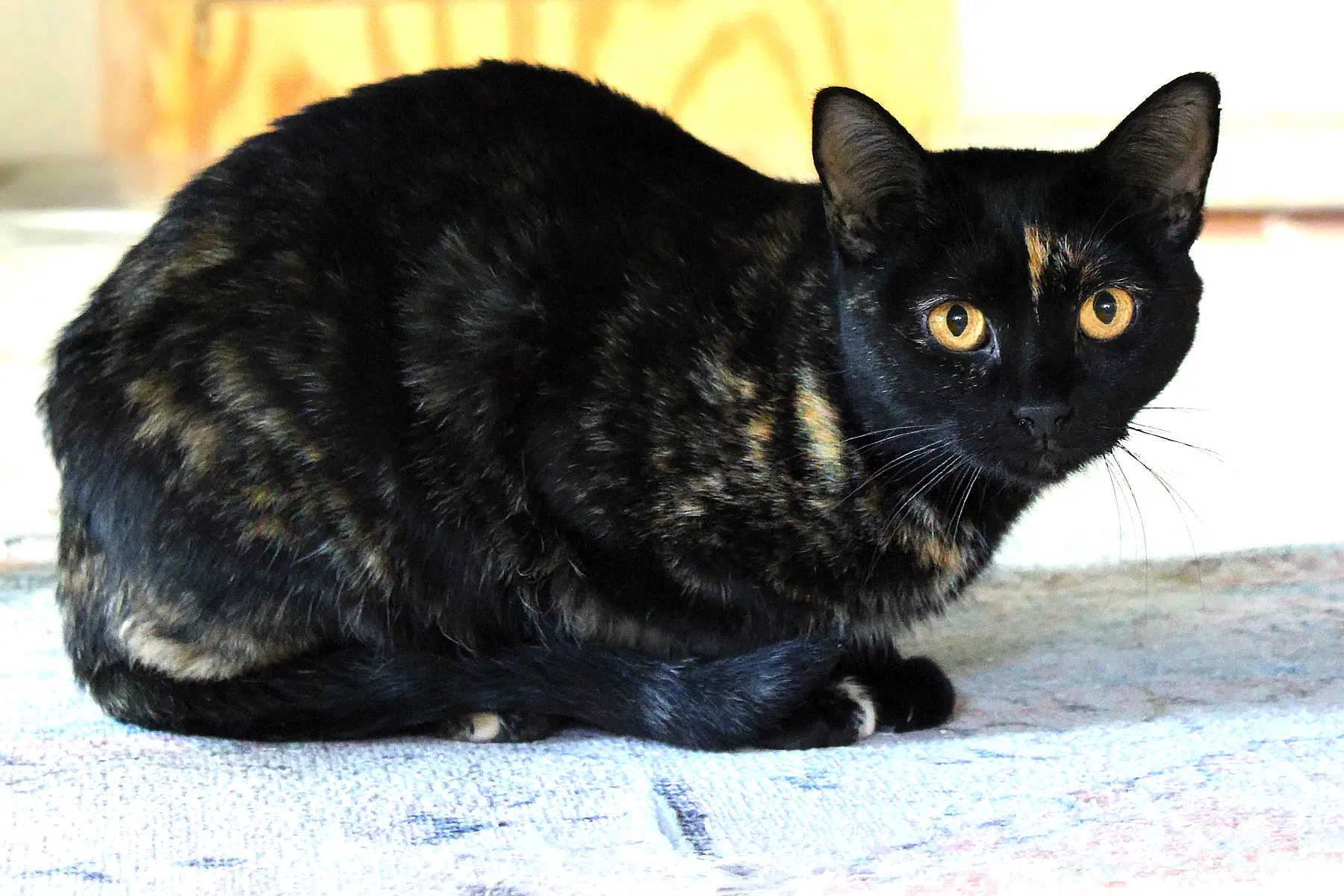 Mindi - Tortoiseshell