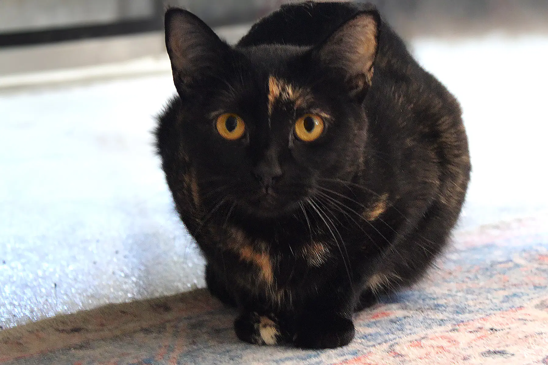 Mindi image 3