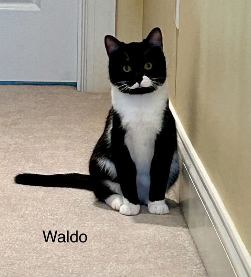 Waldo