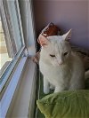 adoptable Cat in buford, GA named Goose