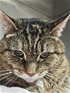 adoptable Cat in buford, ga, GA named Dawn Lake