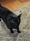 adoptable Cat in buford, GA named Reggie