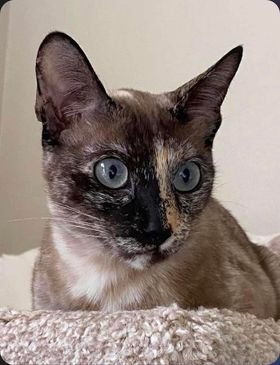 adoptable Cat in Buford, GA named Fannie