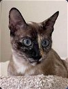 adoptable Cat in buford, ga, GA named Fannie