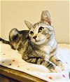 adoptable Cat in buford, GA named Little Girl