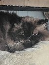 adoptable Cat in buford, GA named Tiarra