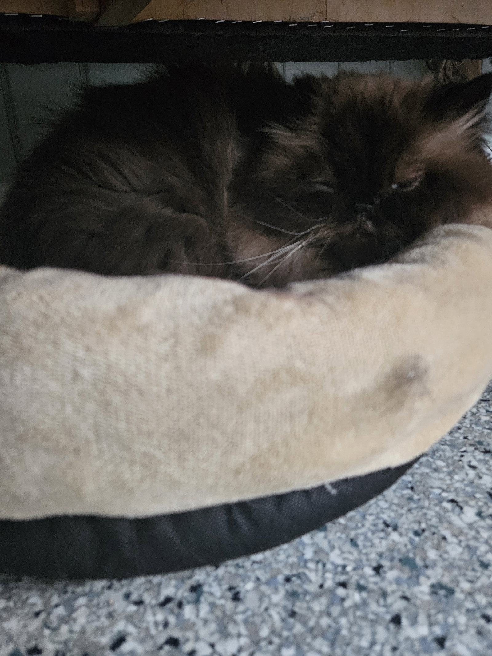 Cats for Adoption in Kennesaw, Alpha Paw
