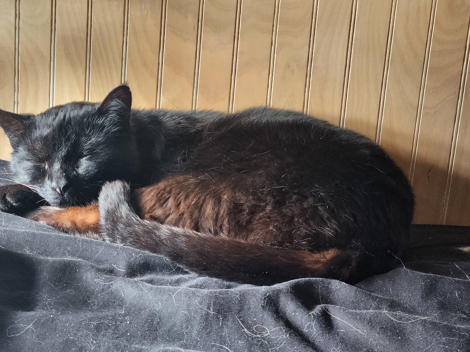 Cats for Adoption in Athens, Alpha Paw