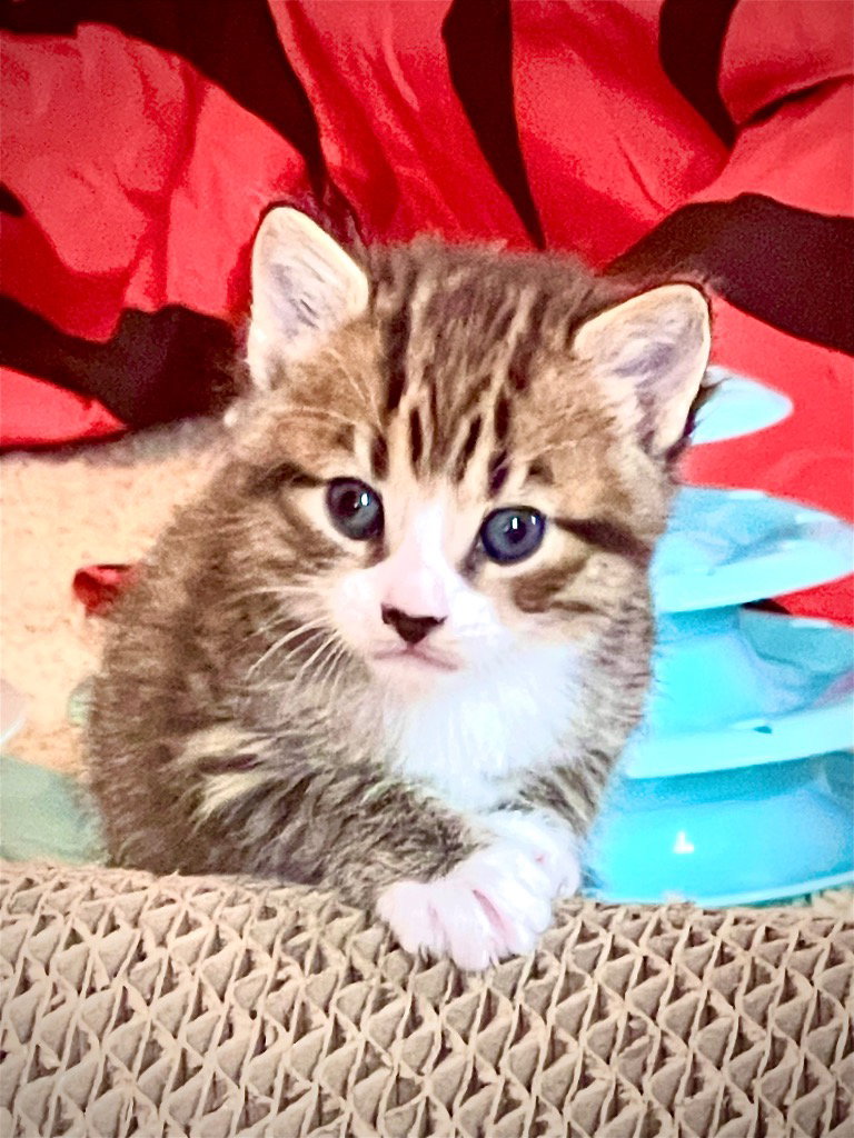 Cats for Adoption in Athens, Alpha Paw