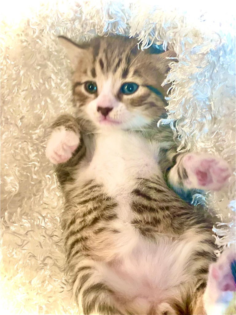 Cats for Adoption in Athens, Alpha Paw