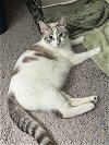 adoptable Cat in buford, GA named Mrs. Bennett