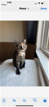 adoptable Cat in buford, ga, GA named Dakota