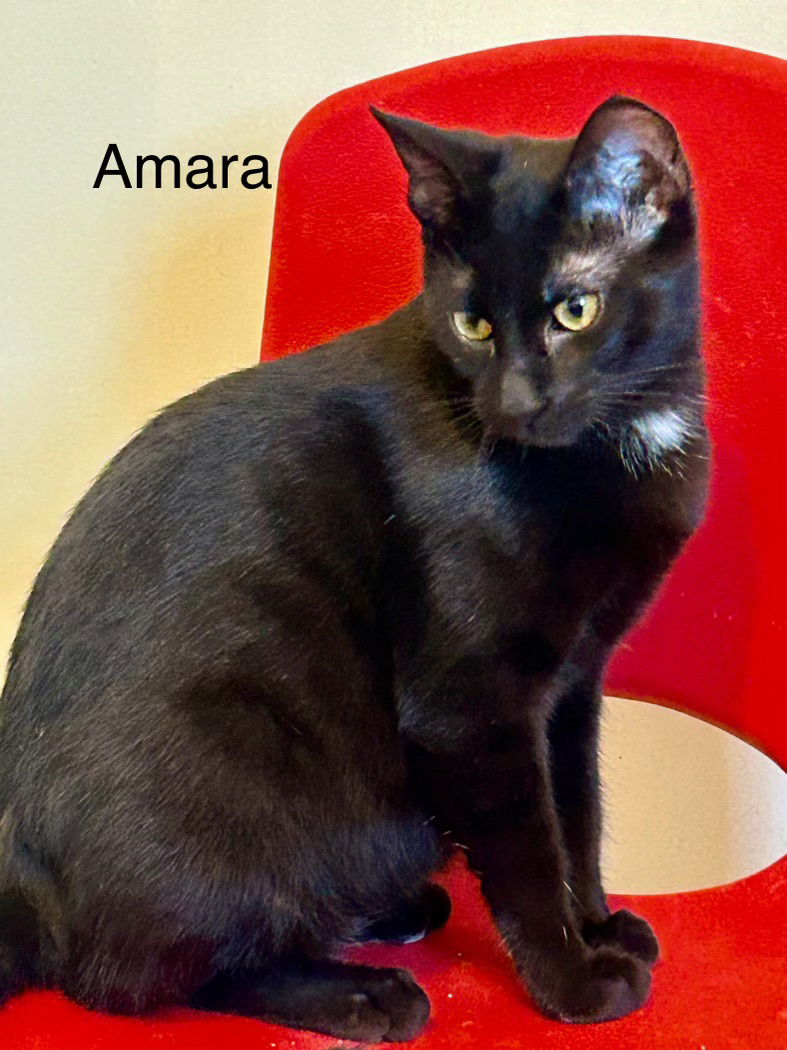 adoptable Cat in Buford, GA named Amara