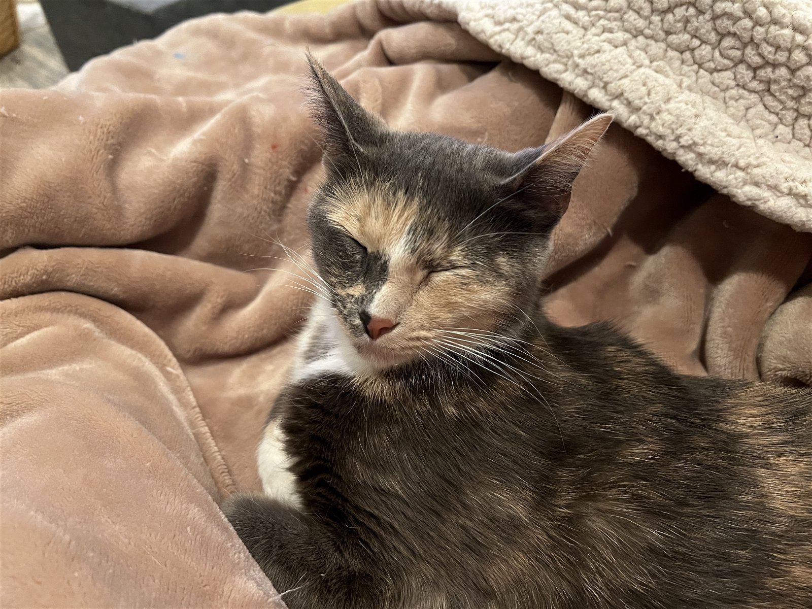 adoptable Cat in Buford, GA named Tundra